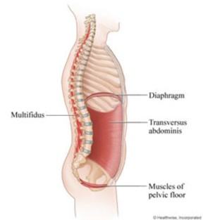 pelvic floor.jpg