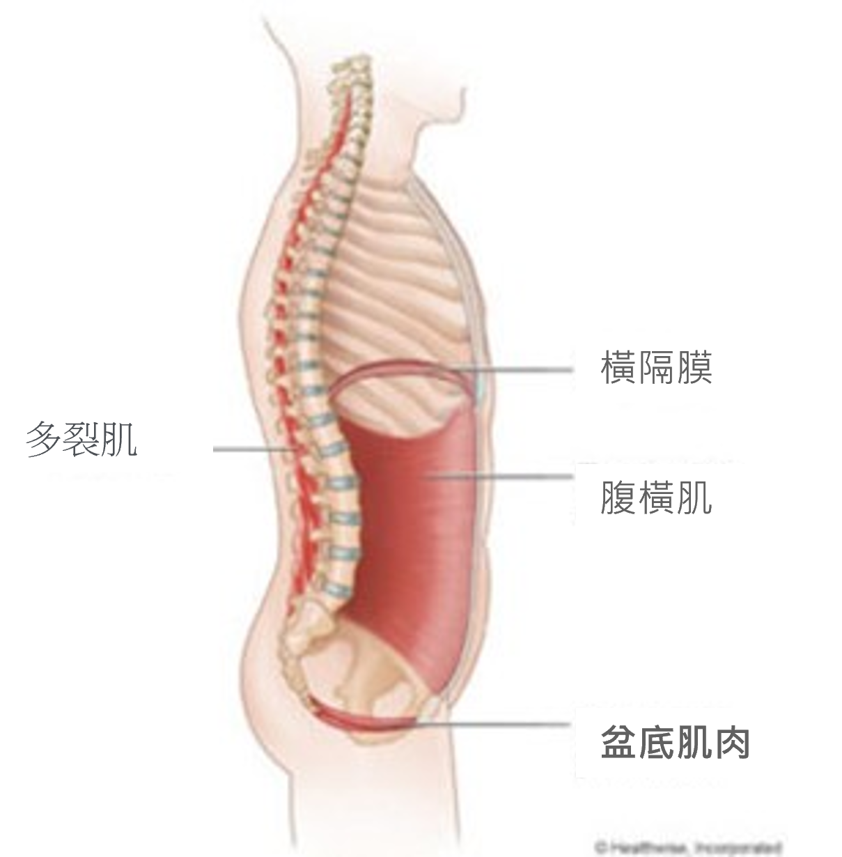 盆底.jpg